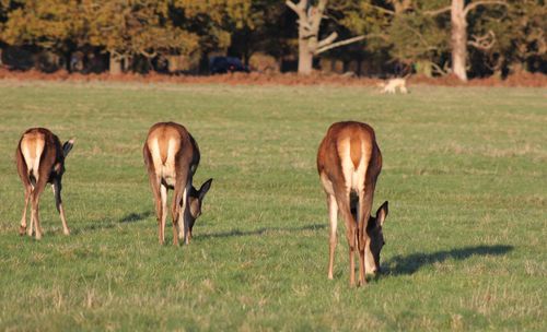Rear view of deer grazing on grassy field