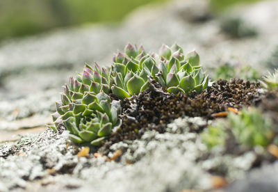 Close-up of plant growing on field