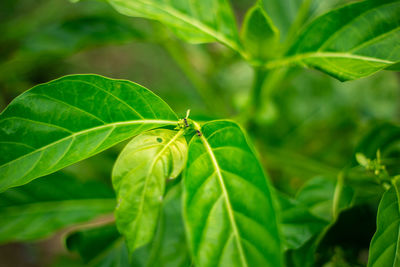 Close-up of butterfly on leaves