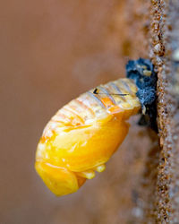 Close-up of yellow crab on leaf