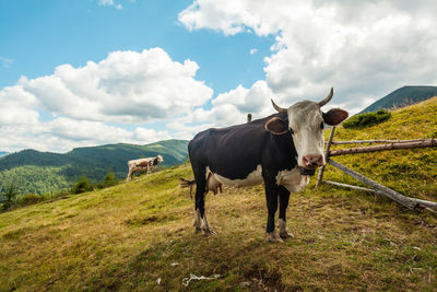 Cow standing in a field