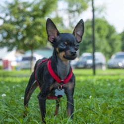 Portrait of a dog on field