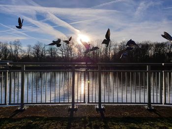 Birds flying over lake against sky