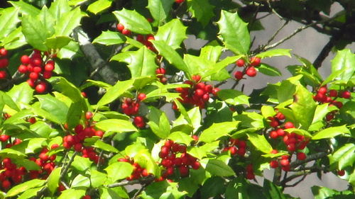 Close-up of berries growing on tree