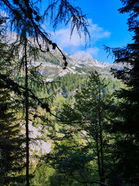 Pine trees in forest against sky during winter