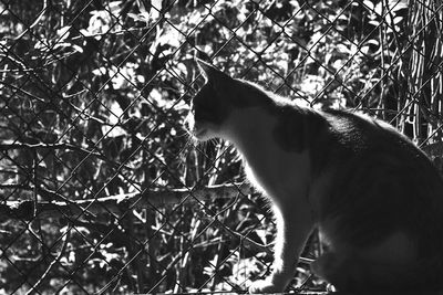 Cat sitting on branch