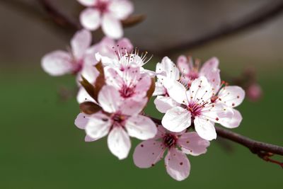 Close-up of pink cherry blossoms in spring