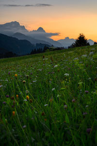 Scenic view of field against sky during sunset