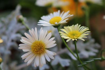 Close-up of white flowers blooming outdoors