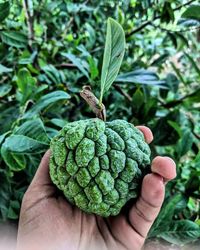 Cropped hand holding custard apple