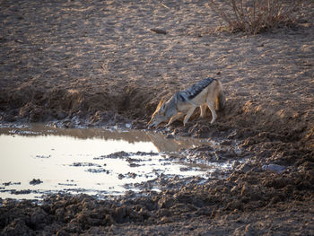 Black-backed jackal drinking at water hole, etosha national park, namibia 