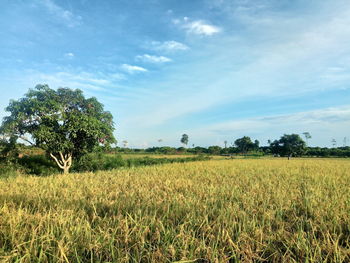 Scenic view of agricultural field against sky