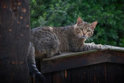 Portrait of a cat