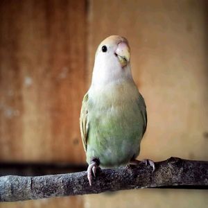 Close-up of bird perching on wall