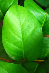 Close-up of green leaves