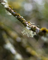 Close-up of plant