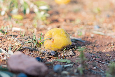 Close-up of apples on field