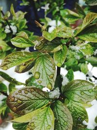 Close-up of fresh green plant