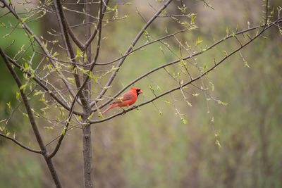 Bird perching on a tree