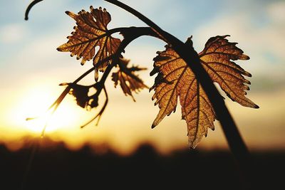 Close-up of dry maple leaf against sky during sunset