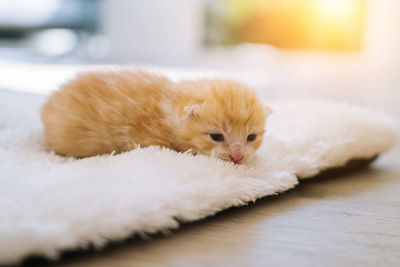 Portrait of cat lying down