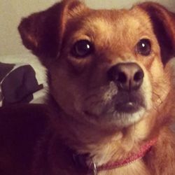 Close-up portrait of a dog