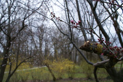 Cherry blossoms in spring