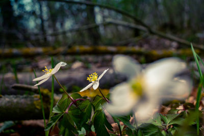 Close-up of white flowering plant