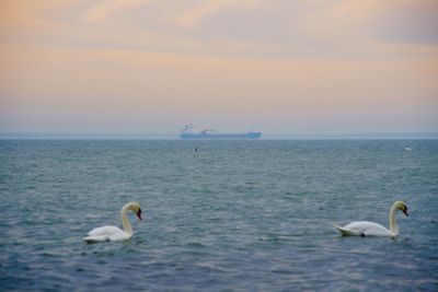 Swans on sea against sky during sunset
