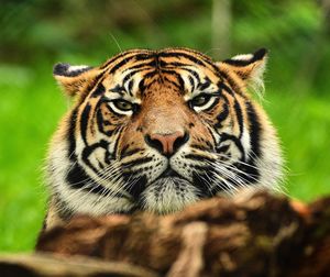 Close-up portrait of a tiger