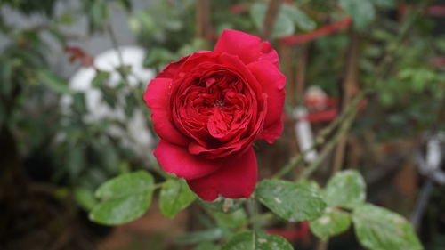 Close-up of red rose blooming outdoors