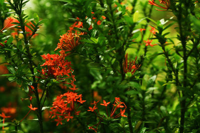 Close-up of red flowering plants