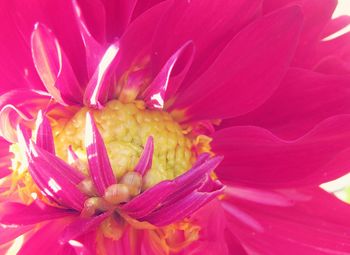 Macro shot of pink flower