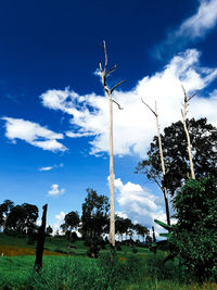 Low angle view of trees on field against sky