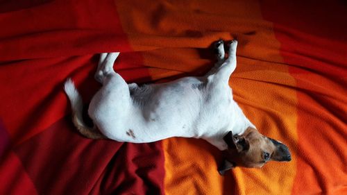 High angle view of dog sleeping on bed