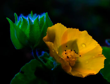 Close-up of yellow flower