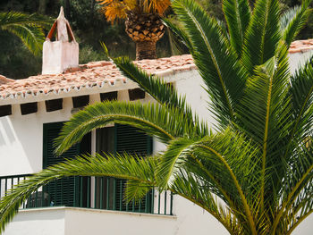 Low angle view of palm tree and mediterranean villaq