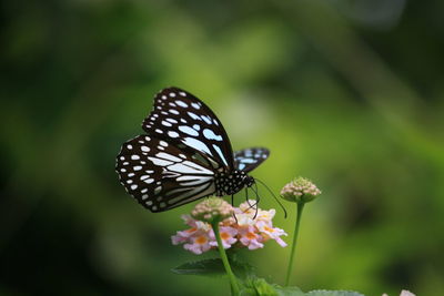 Close-up of butterfly on flower