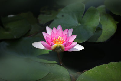 Close-up of lotus water lily in pond