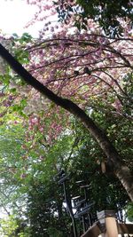 Low angle view of pink flowering tree