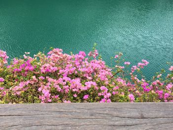 Close-up of pink flowers blooming by lake