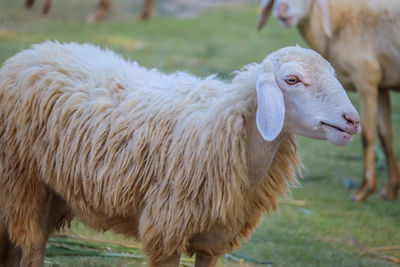 Sheep standing in a field