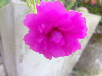 Close-up of pink flower