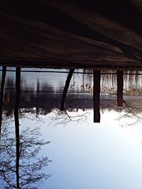 Bare trees in water