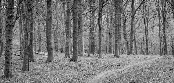 Bare trees in forest