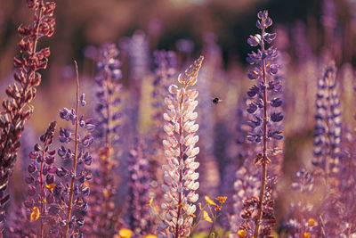 Close-up of purple flowering plants on field