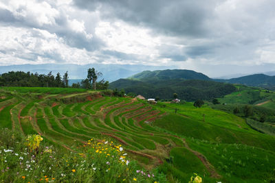 Scenic view of agricultural field against sky