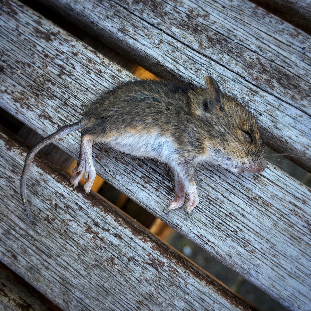 wood - material, animal themes, one animal, wooden, animals in the wild, wildlife, wood, plank, close-up, textured, outdoors, insect, day, weathered, no people, high angle view, old, perching, full length, log