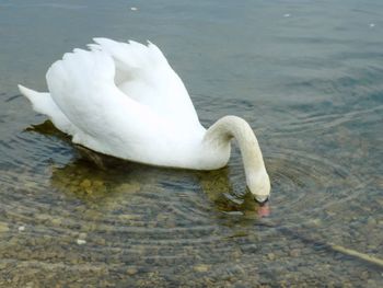 Swan swimming in lake