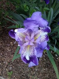 Close-up of purple flowers